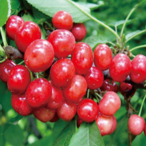 图雷拉品种樱桃树苗批发_安徽寿县润丰苗木种植有限公司